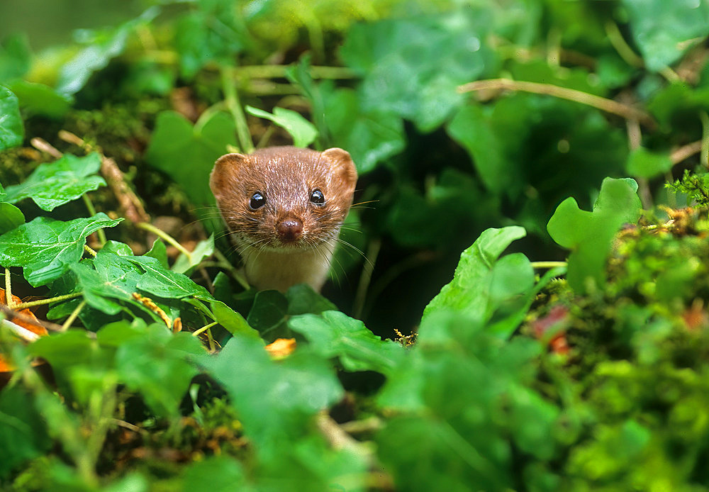 Weasel (Mustela nivalis), England