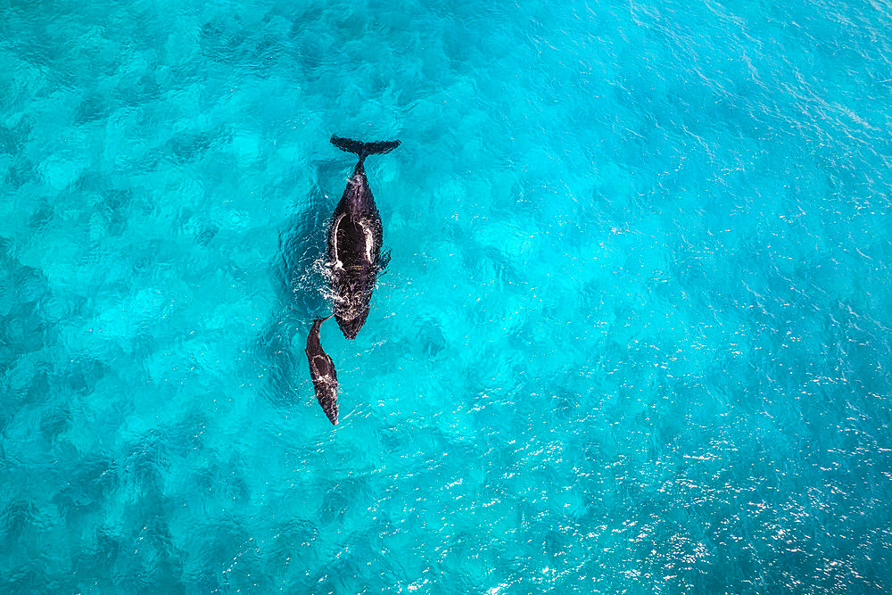 Humpback whale (Megaptera novaeangliae) and calf in the turquoise-blue waters of the Mayotte lagoon.