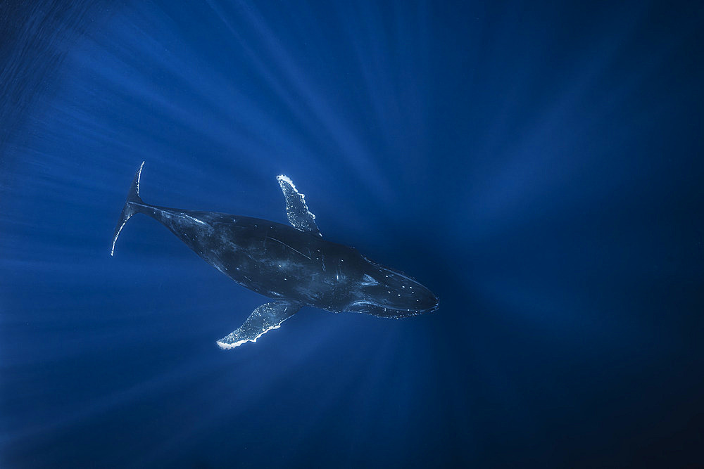 Humpback whale (Megaptera novaeangliae) diving into the blue, Reunion Island