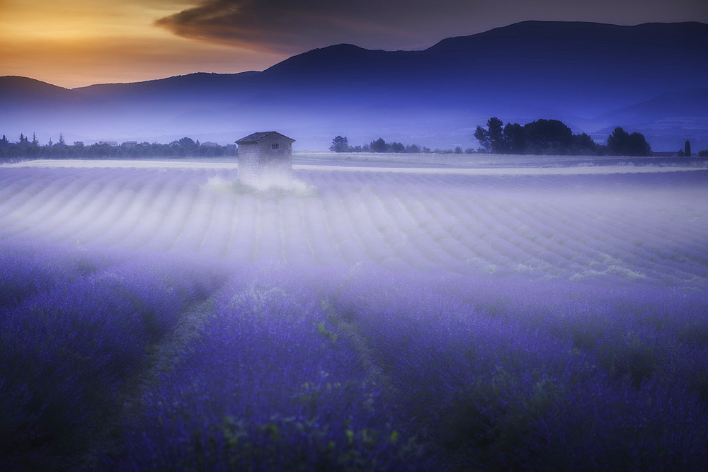 Morning mist over lavender fields, Puimoisson, Valensole plateau, Alpes-de-Haute-Provence, France