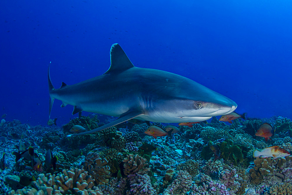 Silvertip shark (Carcharhinus albimarginatus) above the reef, Rangiroa, Tuamotu, French Polynesia