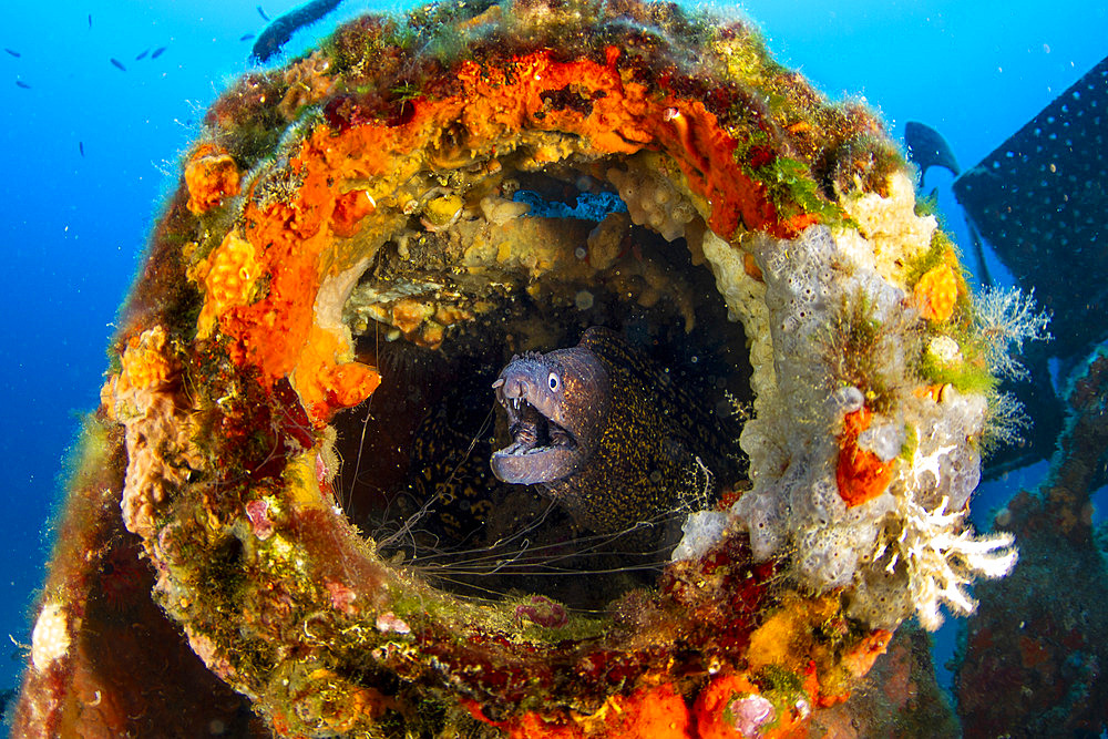 Common moray (Muraena helena) in a wreck structure, Saint Raphaël, Var, France