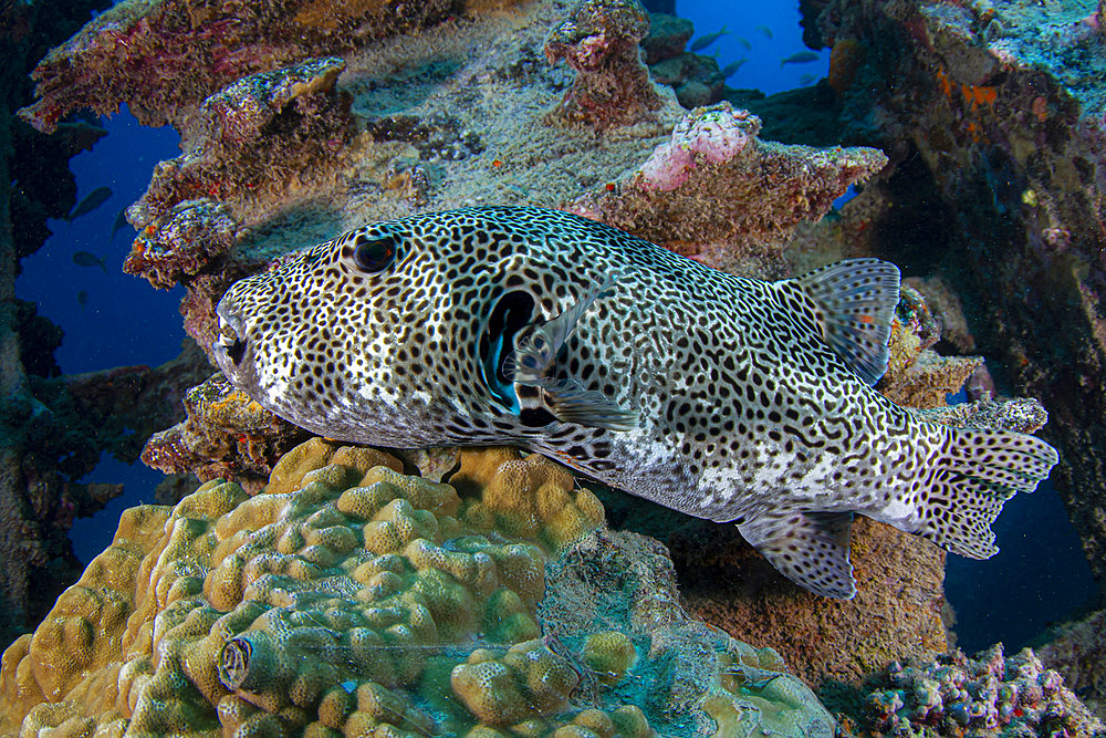 Starry Puffer (Arothron stellatus) on a wooden wreck frame, Tahiti, French Polynesia