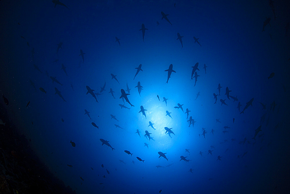 Low-angle view of a wall of Silver-tip Sharks (Carcharhinus albimarginatus), Rangiroa, Tuamotu, French Polynesia