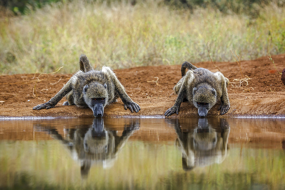 Two Chacma baboon (Papio ursinus) drinking front view in waterhole in Kruger National park, South Africa