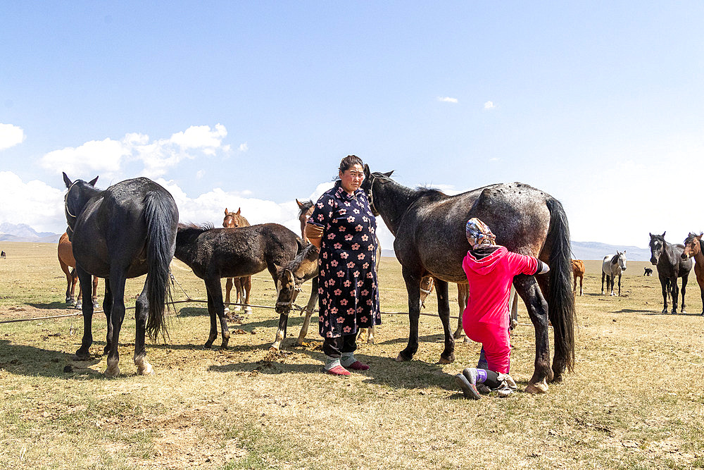 Milking mares in Son-kul, Kochkor, Naryn, Kyrgyzstan