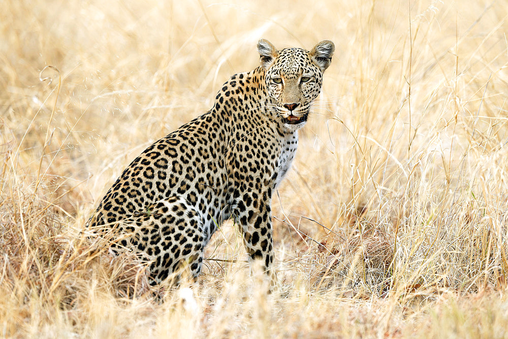 Leopard (Panthera pardus) in the grass of the Savuti reserve in Botswana in September