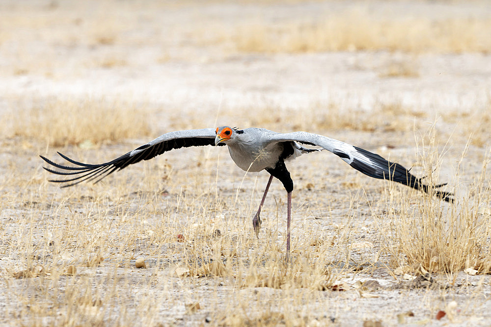 Secretarybird (Sagittarius serpentarius) taking off from the Savuti reserve in Botswana in September