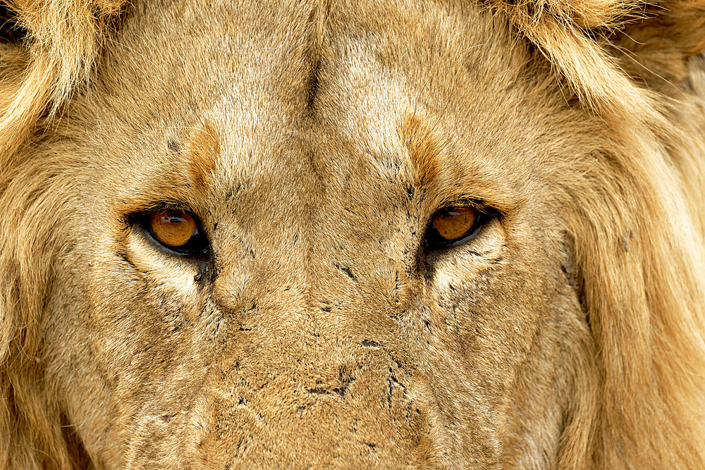 Portrait of a male lion (Panthera leo), Savuti Game Reserve, Botswana