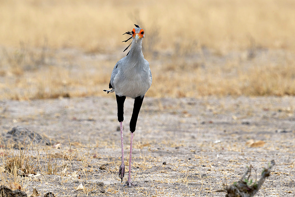 Secretarybird (Sagittarius serpentarius) in the Savuti savannah, Botswana