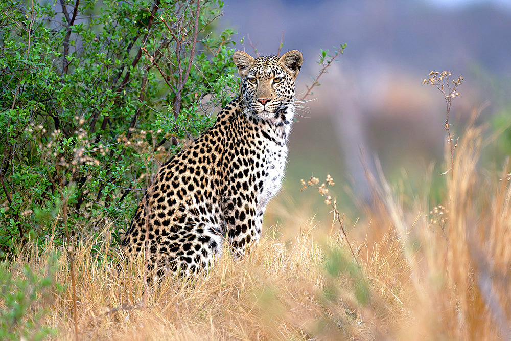 Leopard (Panthera pardus) observing a herd of greater kudu in Botswana's Savuti reserve.