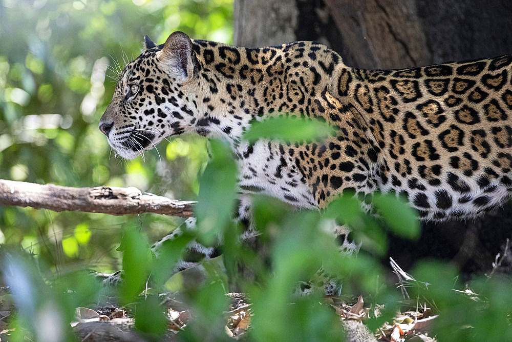 Jaguar walking in the forest (Panthera onca) is a wild cat species and the only extant member of the genus Panthera native to the Americas. Pantanal, Mato Grosso, Brazil