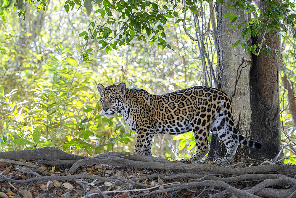 Jaguar walking in the forest (Panthera onca) is a wild cat species and the only extant member of the genus Panthera native to the Americas. Pantanal, Mato Grosso, Brazil