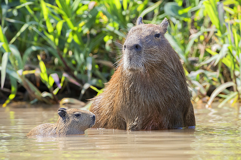 Capybara female with young (Hydrochaerus hydrochaeris) is a mammal native to South America. It is the largest living rodent in the world. Pantanal, Mato Grosso do Sul, Brazil