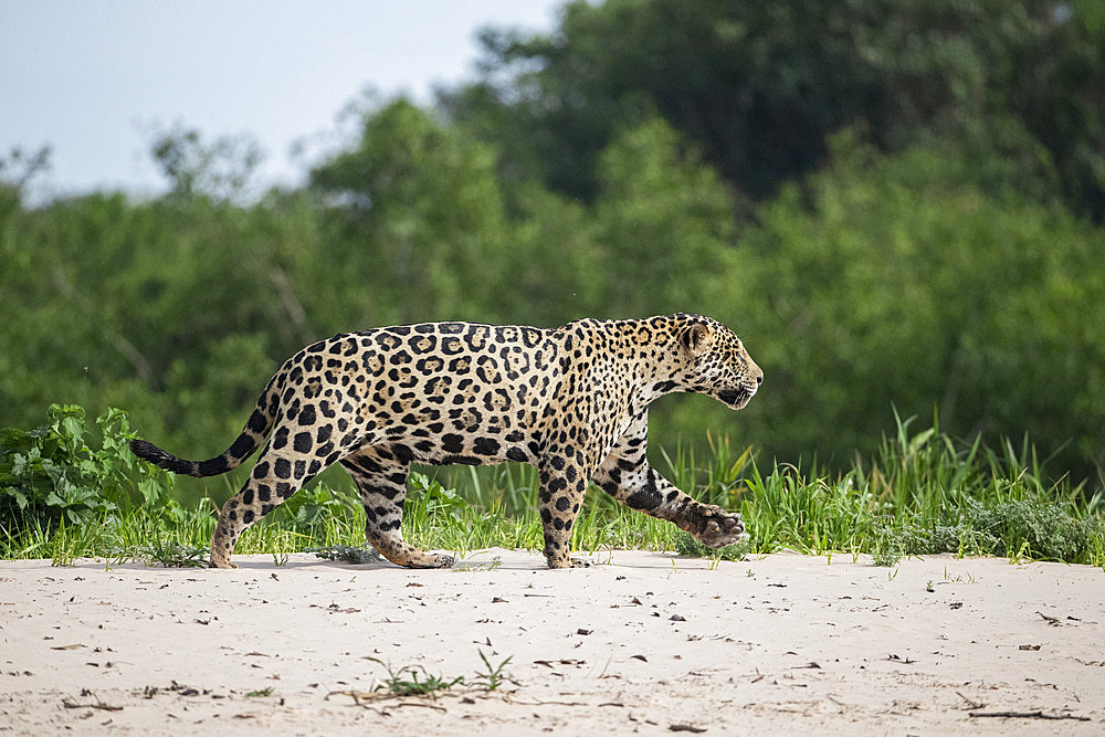 Jaguar walking on the beach (Panthera onca) is a wild cat species and the only extant member of the genus Panthera native to the Americas. Pantanal, Mato Grosso, Brazil