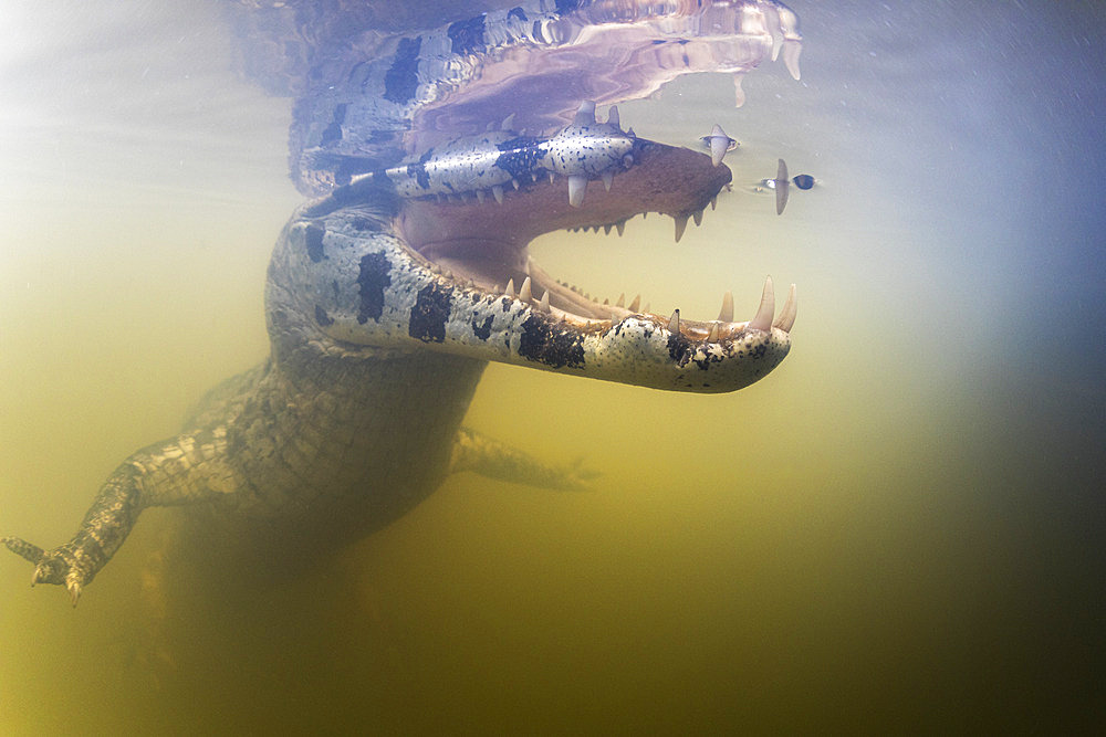 Spectacled caiman, white or common caiman, (Caiman crocodilus), underwater, Pantanal, Mato Grosso, Brazil