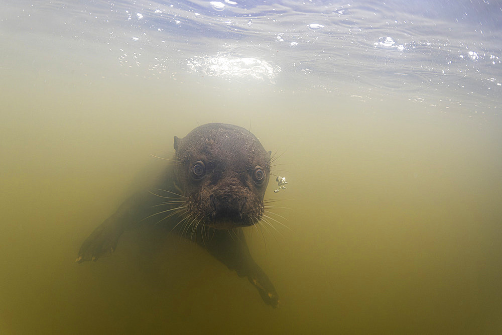 Giant River Otter (Pteronura brasiliensis), swimming underwater, Pantanal, Mato Grosso, Brazil