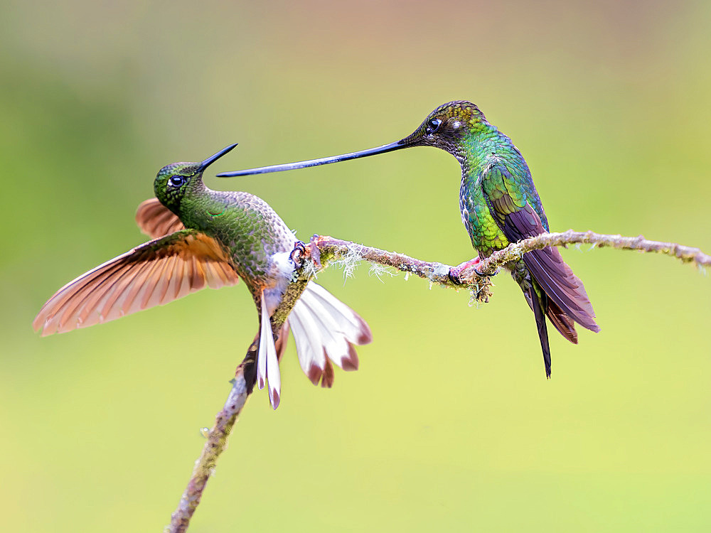 Sword-billed Hummingbird (Ensifera ensifera), female, confronting a Buff-tailed Coronot (Boissonneaua flavescens), Colombia