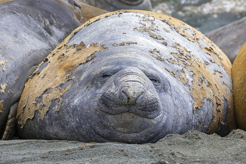 Southern Elephant seal (Mirounga leonina) moulting on Macquarie Island, Tasmania