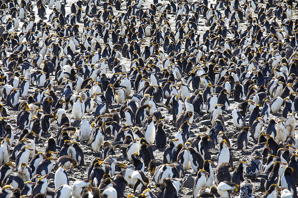 Royal Penguin (Eudyptes schlegeli) coastal colony, Sandy Bay, Macquarie Island, Tasmania