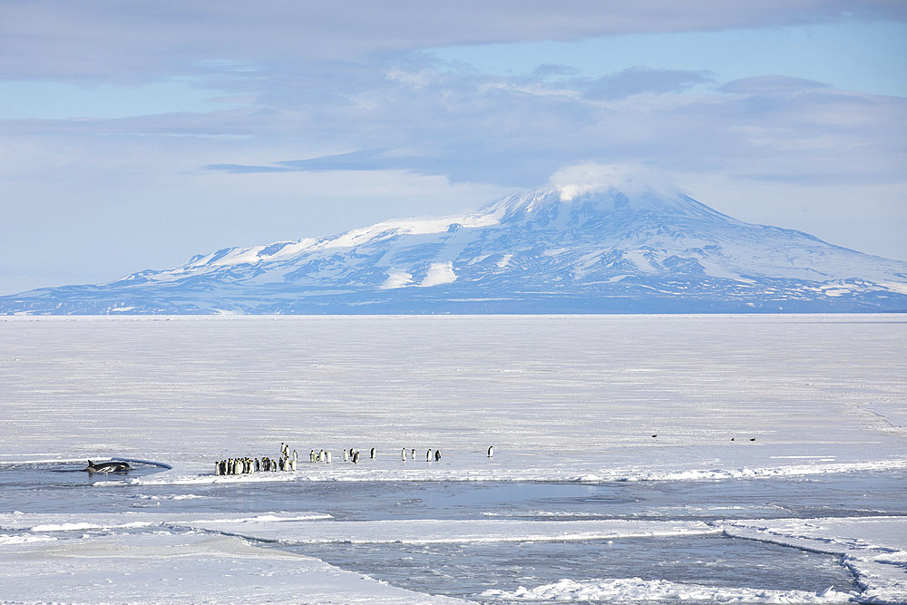 Killer whale (Orcinus orca) and Emperor penguins (Aptenodytes forsteri) on pack ice in the Ross Sea, McMurdo Sound, Antarctica