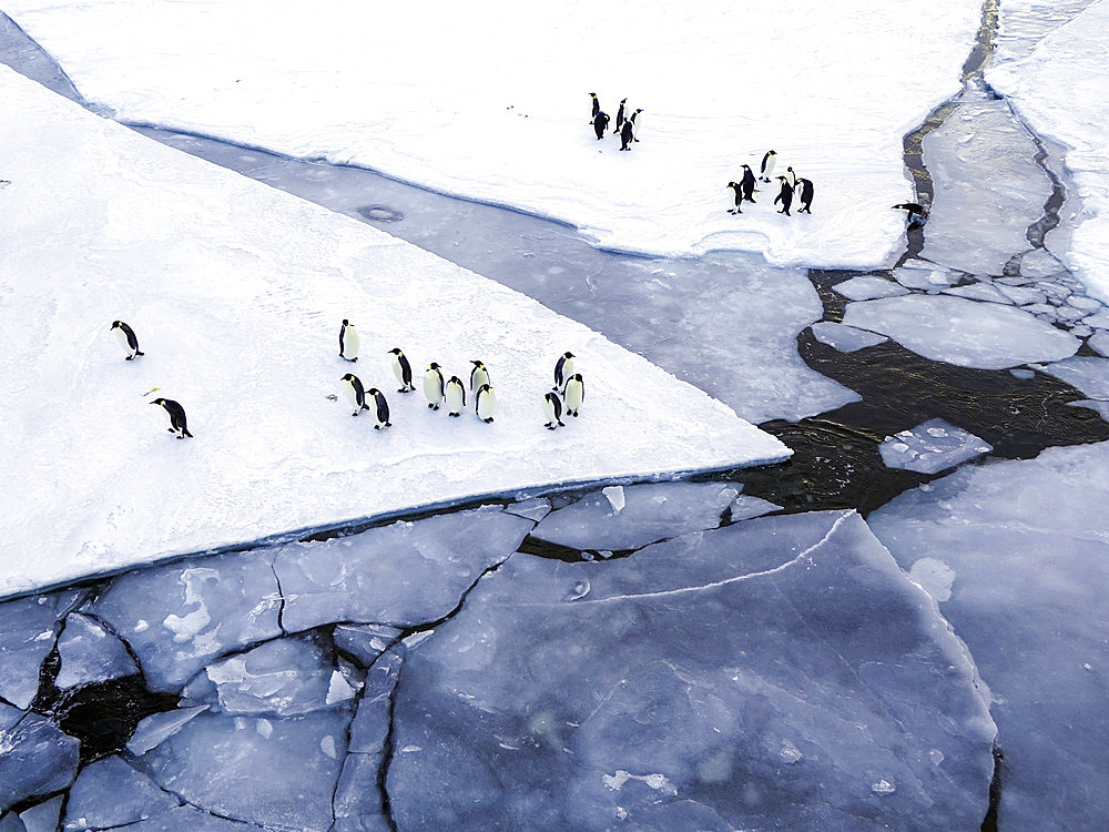 Emperor penguins (Aptenodytes forsteri) on pack ice, McMurdo Sound, Ross Sea, Antarctica