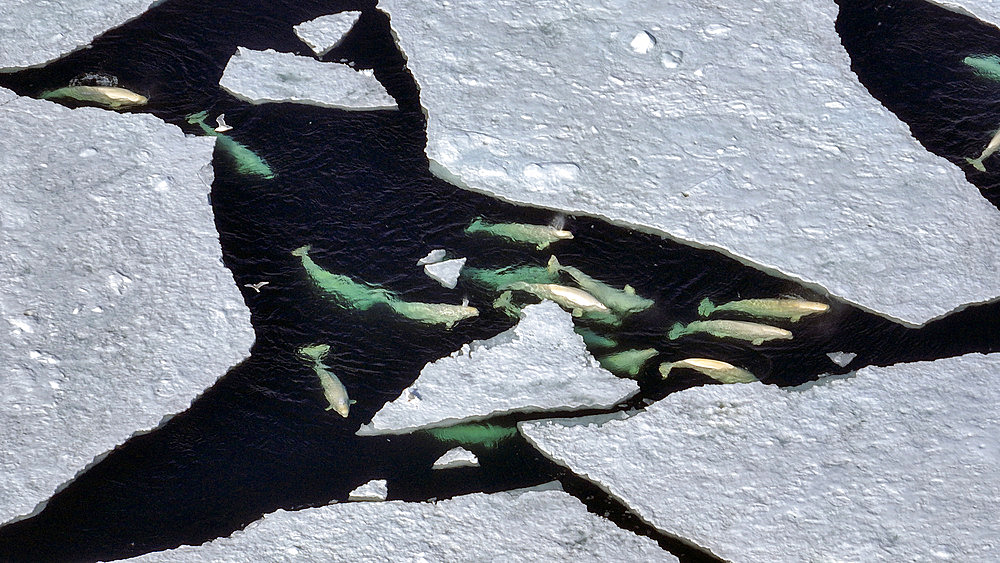 Belugas (Delphinapterus leucas) moving between blocks of broken pack ice, Svalbard, Arctic.