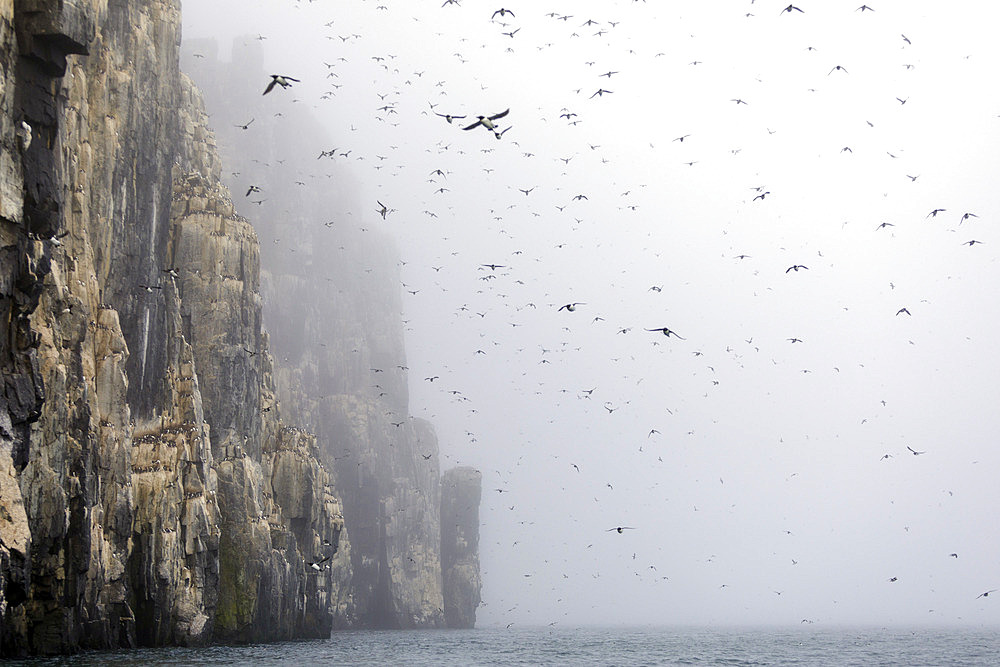 Thick-billed murre (Uria lomvia) in flight in the Arctic, Alkefjellet, Spitzbergen, Svalbard.