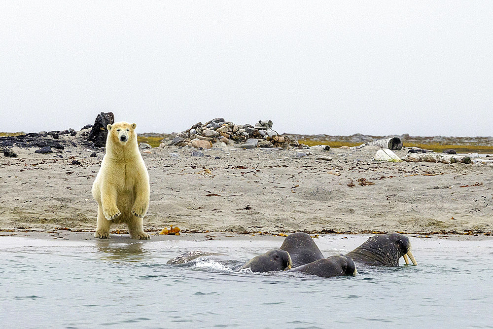 Polar bear (Ursus maritimus) on shore and walrus (Odobenus rosmarus) in the water, Smeerenburg, Amsterdam Island, Svalbard, Arctic.