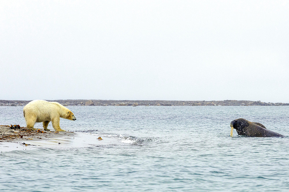 Polar bear (Ursus maritimus) on shore and walrus (Odobenus rosmarus) in the water, Smeerenburg, Amsterdamoya, Svalbard, Arctic.