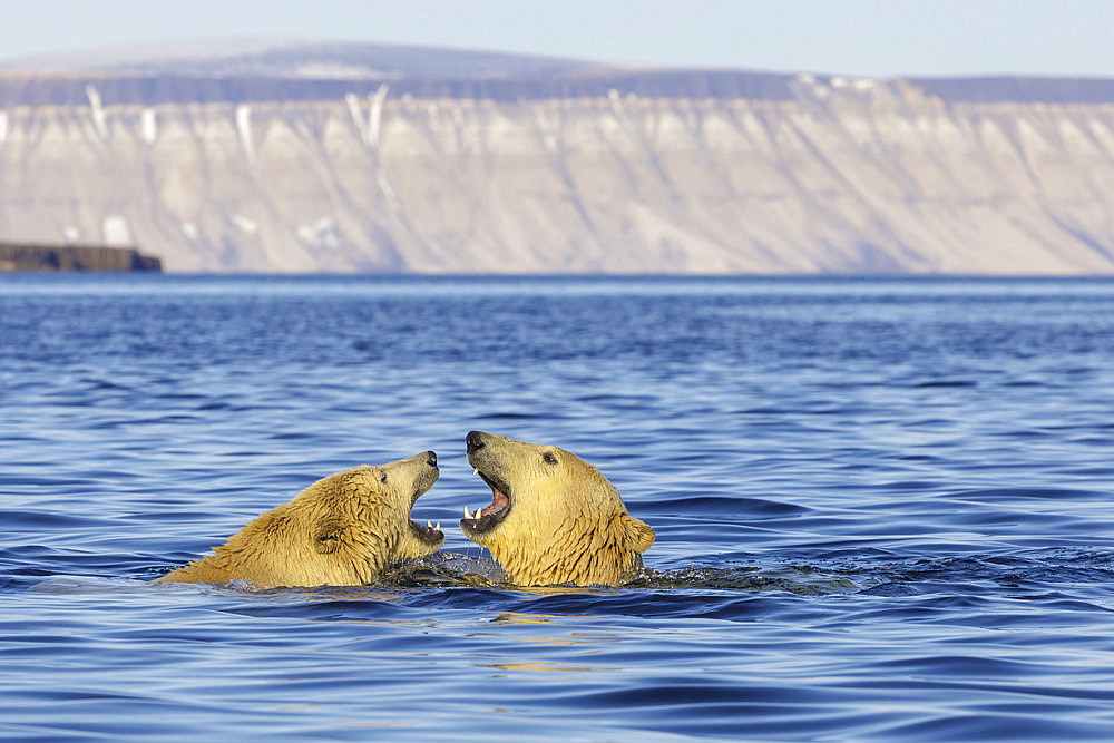 Polar bear (Ursus maritimus) in water, Wahlbergoya, Nordaust-Svalbard, Arctic.