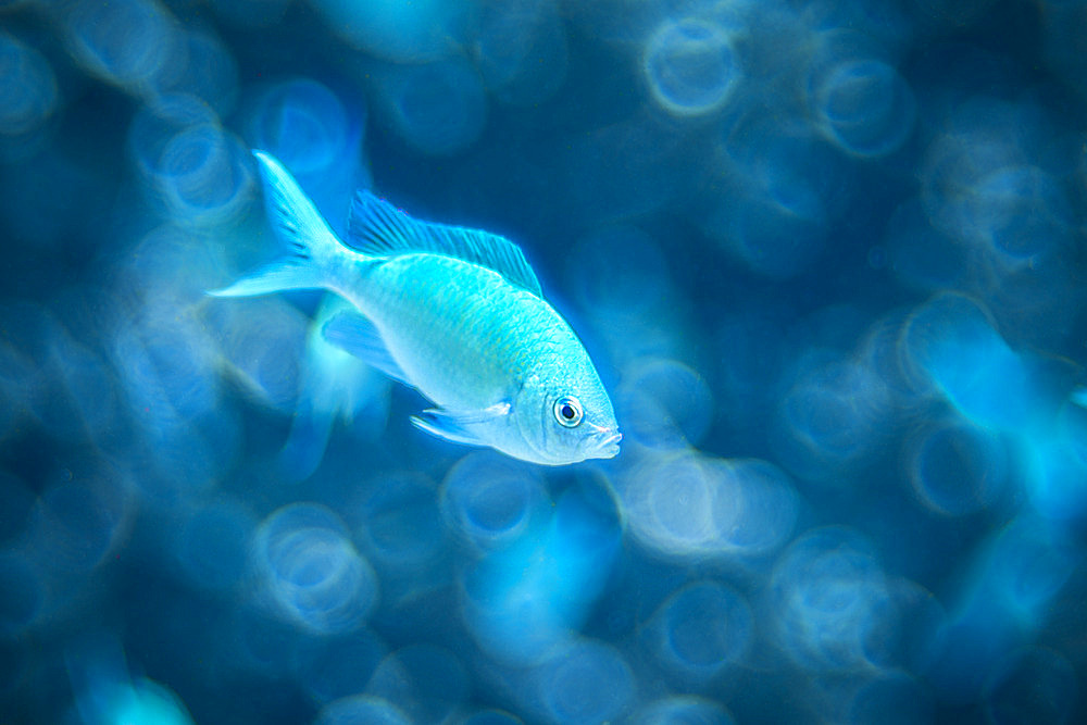 Blue green Damselfish (Chromis viridis), mayotte