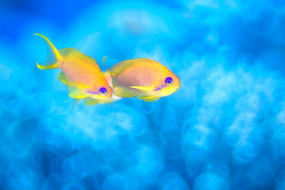 Sea goldie (Pseudanthias squamipinnis) females, Mayotte