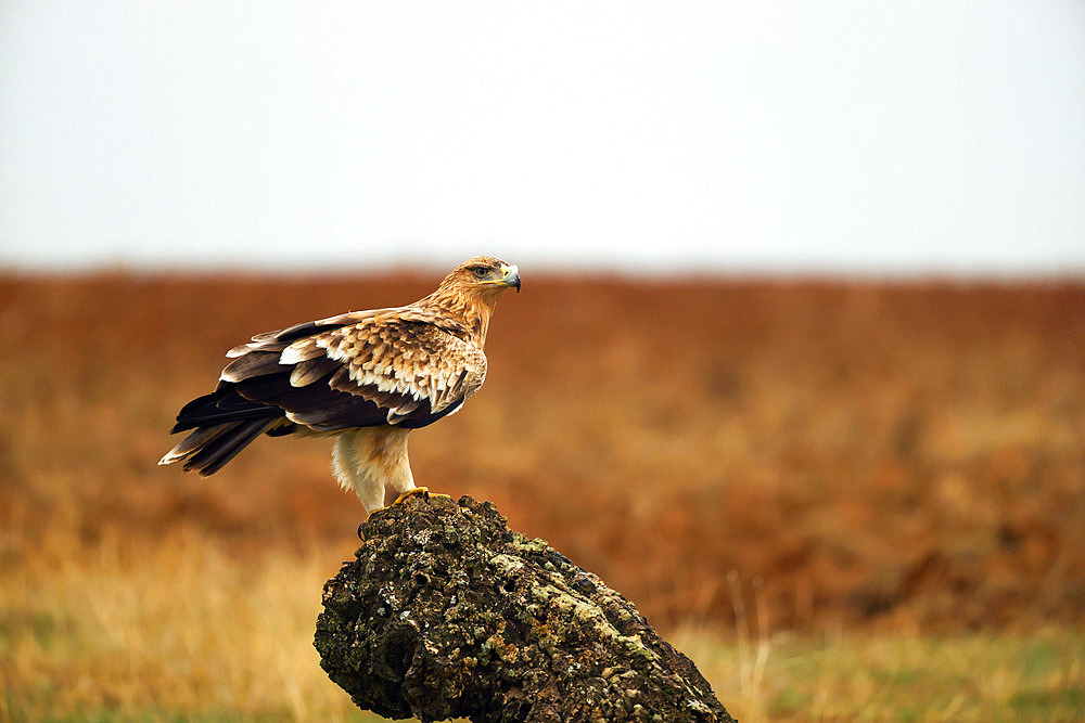 Iberian eagle (Aquila adalberti), juvenile on a stump, Spain