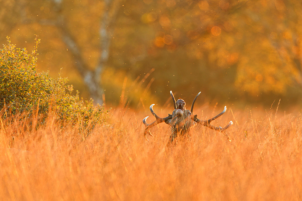 Red deer (Cervus elaphus) male 14 horns, bellowing at dusk