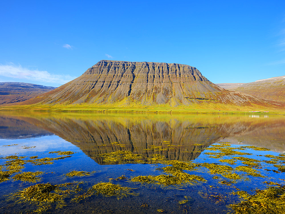 Landscape in fjord Alftafjoerdur. The Westfjords (Vestfirdir) in Iceland during autumn. Europe, Northern Europe, Iceland