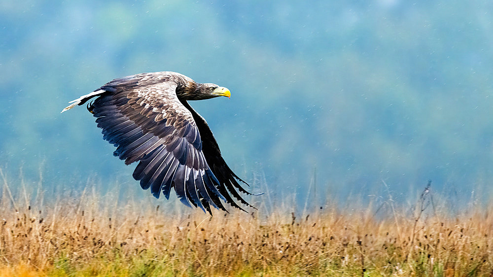 White-tailed eagle (Haliaeetus albicilla) in flight, Poland