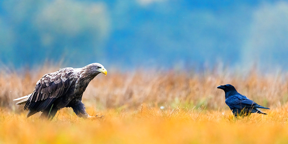 White-tailed Eagle (Haliaeetus albicilla) facing a Common Raven (Corvus corax) in the grass, Poland