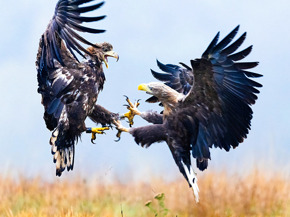 White-tailed eagle (Haliaeetus albicilla) fighting in flight, Poland