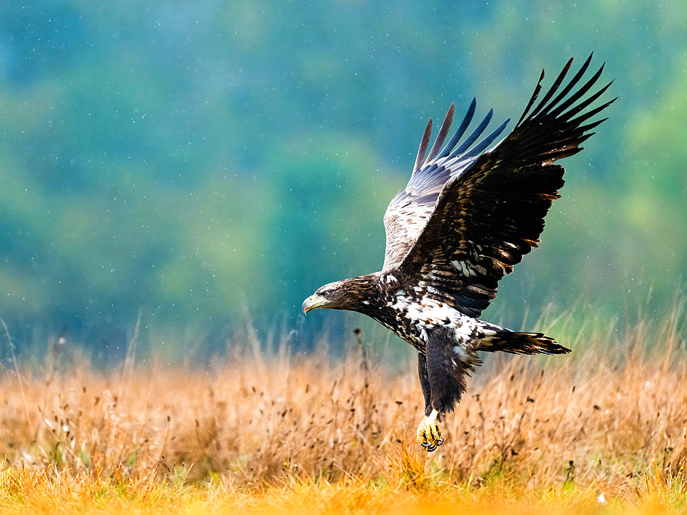 White-tailed eagle (Haliaeetus albicilla) in flight, Poland