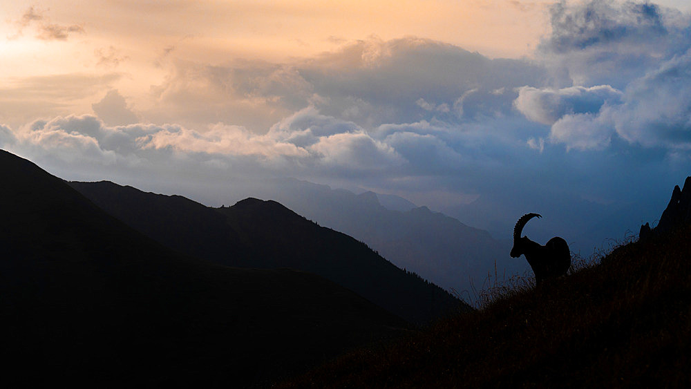 Ibex (Capra ibex) standing on the mountain at sunset, Austria