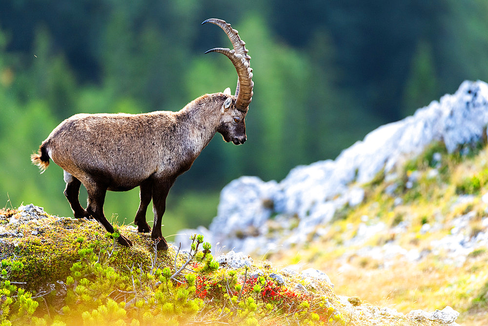 Alpine Ibex (Capra ibex) on a rock, Austria