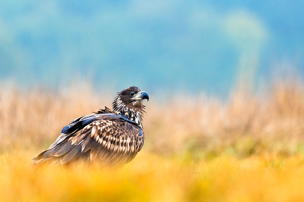 White-tailed eagle (Haliaeetus albicilla) on the ground, Poland