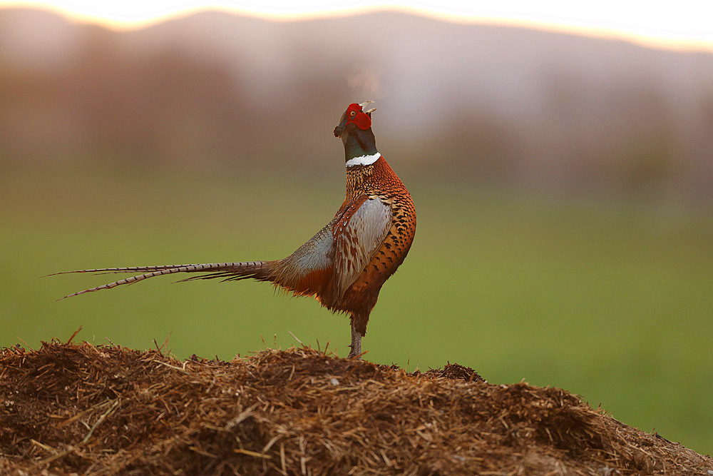 Ring-necked pheasant (Phasianus colchicus) calling on a manure pile in the early morning, Alsace, France