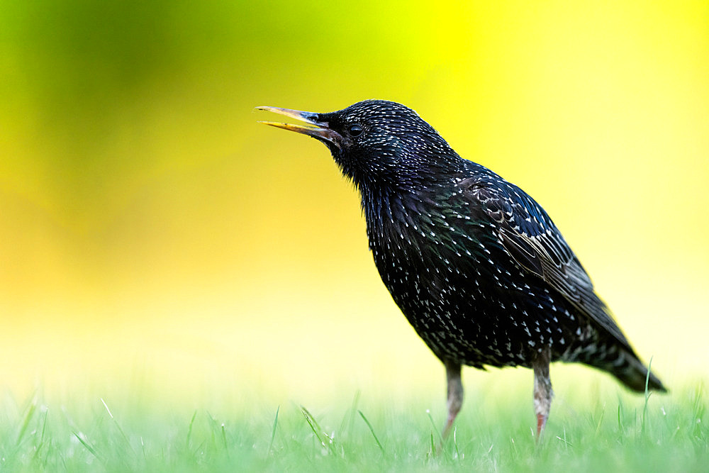 Starling (Sturnus vulgaris) standing in the grass, Hungary