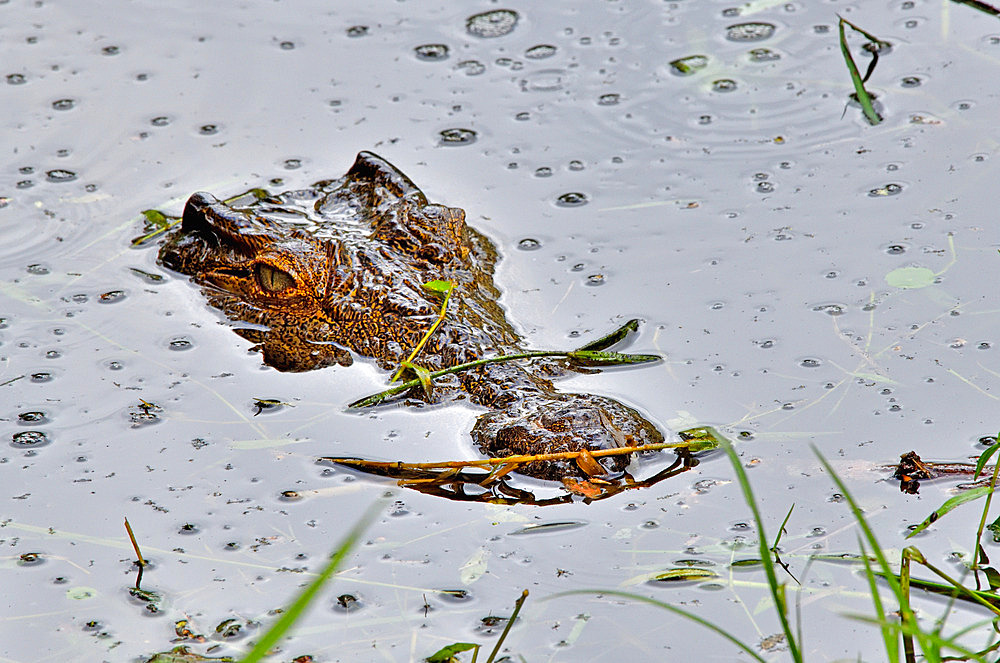 Nile Crocodile (Crocodylus niloticus) in water, Madagascar