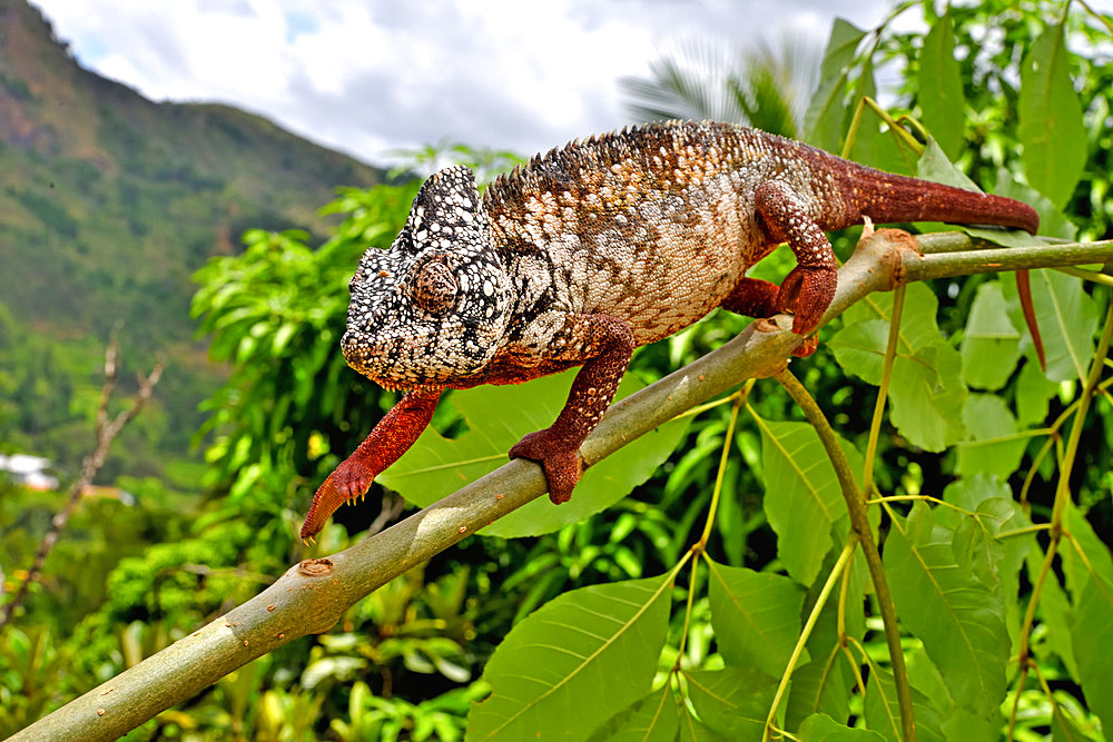 Oustalet's Chameleon (Furcifer oustaleti) on a branch, Madagascar