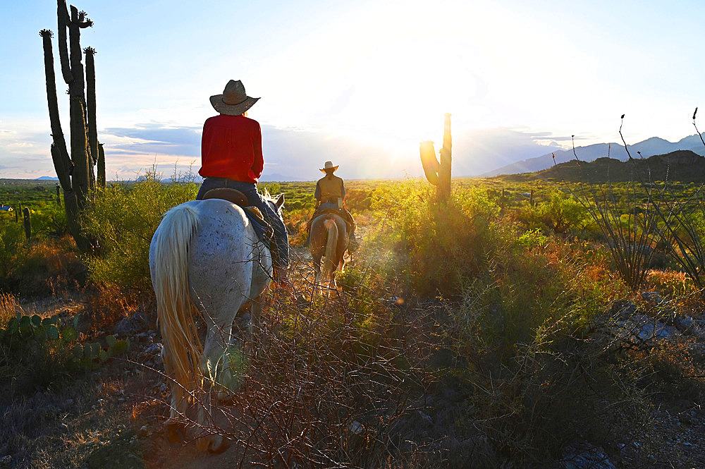 Horseback riding in the middle of giants saguaro cactus. Tanque Verde ranch. Tucson. Arizona. USA.