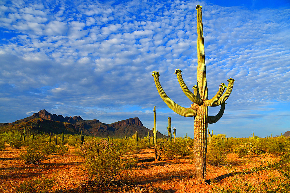 Saguaro cactus in the Saguaro national park. Tucson. Arizona. USA.