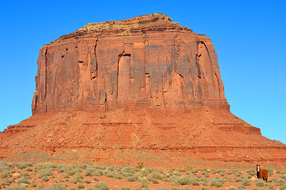 Wild horse near the Merrick butte. Monument valley national park. Arizona. USA.